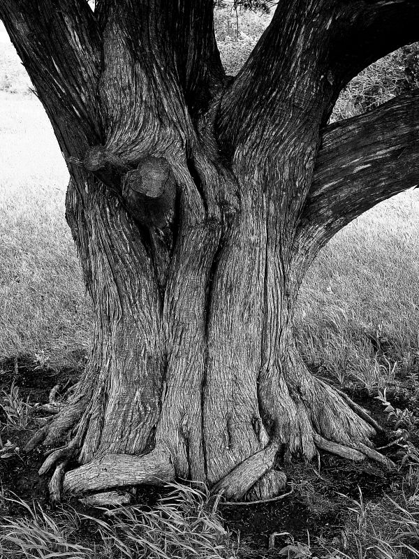 Twisted Trunk